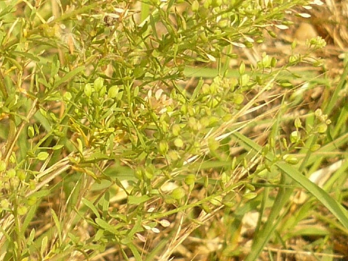 Lepidium ruderale (Brassicaceae)